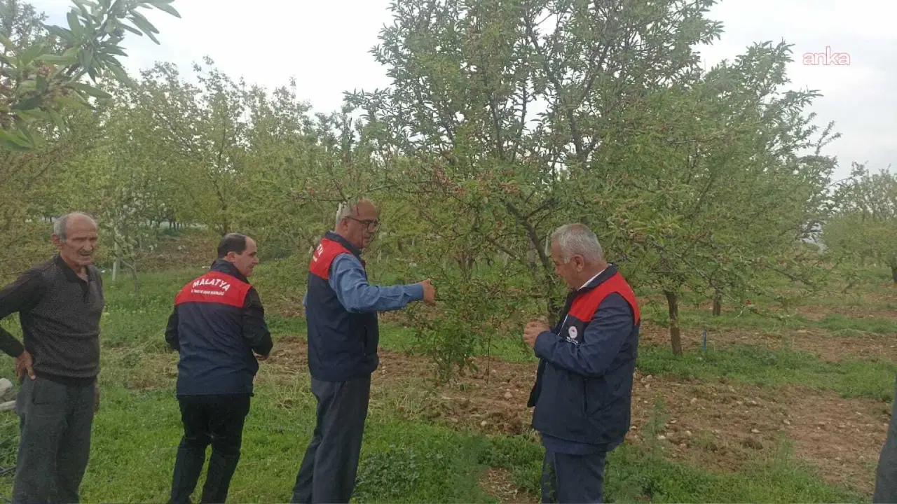Malatya’da Dolu Yağışı Sonrası Meyve Ağaçlarında Hasar Tespiti Başlatıldı