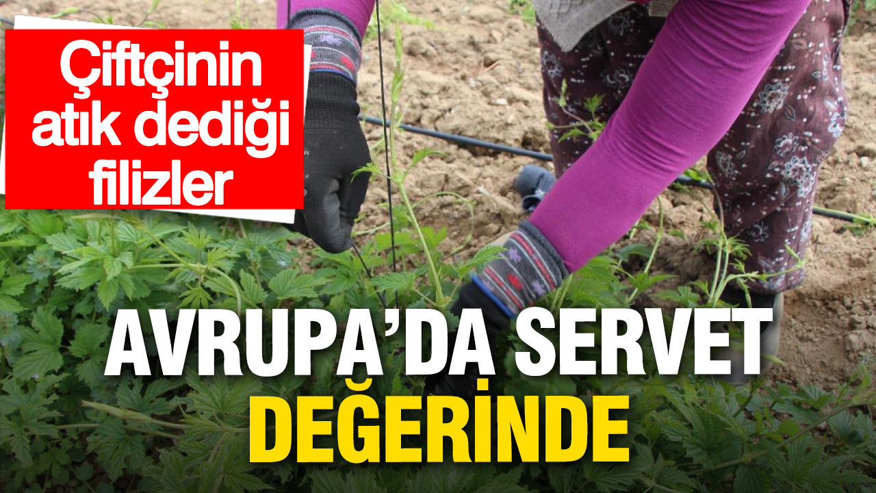 Türkiye’nin Çöpe Giden Bitkisi Avrupa’da 53 Bin TL’ye Satılıyor