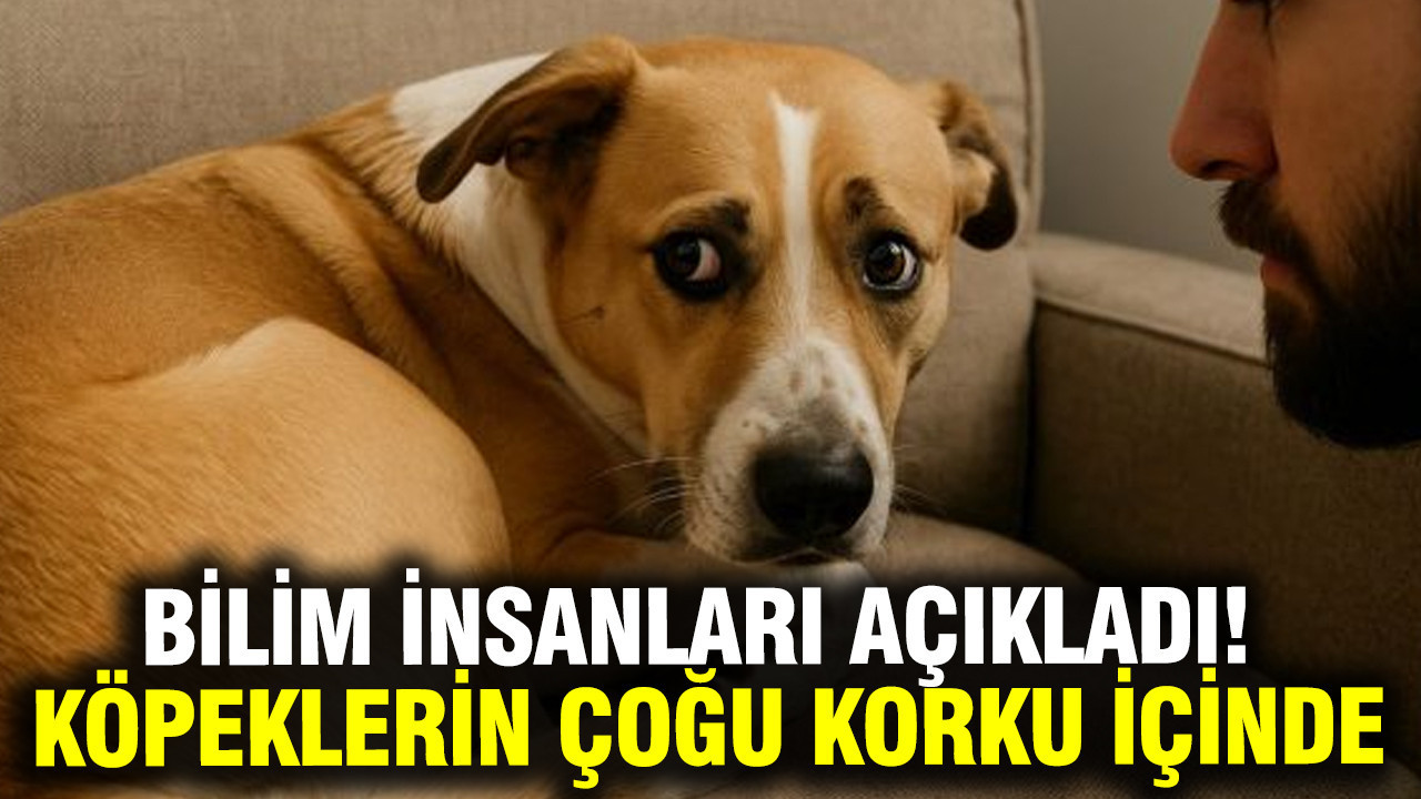 Yapılan Araştırma: Köpeklerin Yüzde 84’ü Günlük Hayatta Korku ve Kaygı Yaşıyor
