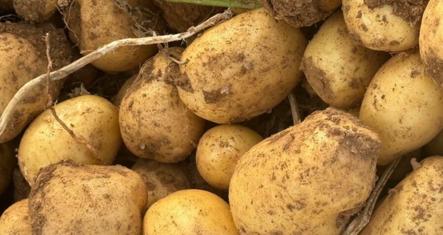 Jeopolitik Kriz Patates Fiyatlarını Tavan Yaptırdı: Artış Yüzde 700!