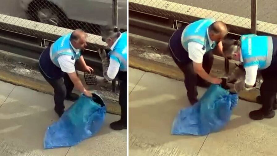 Metrobüs Yolu Bariyerlerinde Mahsur Kalan Kedi Kurtarıldı